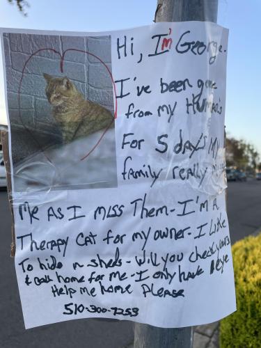 Lost Male Cat last seen Seaver Street, Hayward, CA 94545