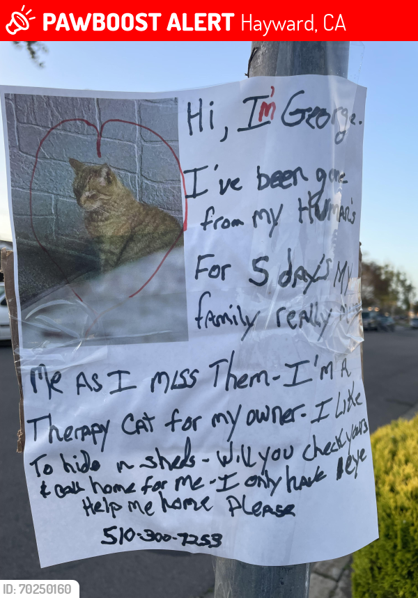Lost Male Cat last seen Seaver Street, Hayward, CA 94545
