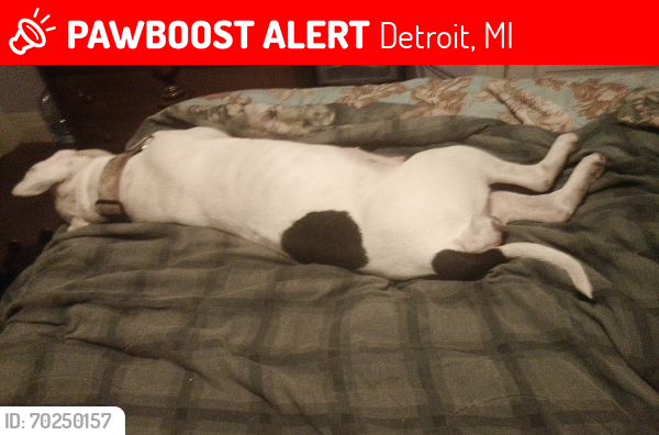 Lost Female Dog last seen Woodward and Davison , Detroit, MI 48202