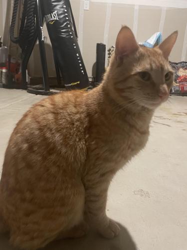Lost Male Cat last seen Rite Aid, Visalia, CA 93292