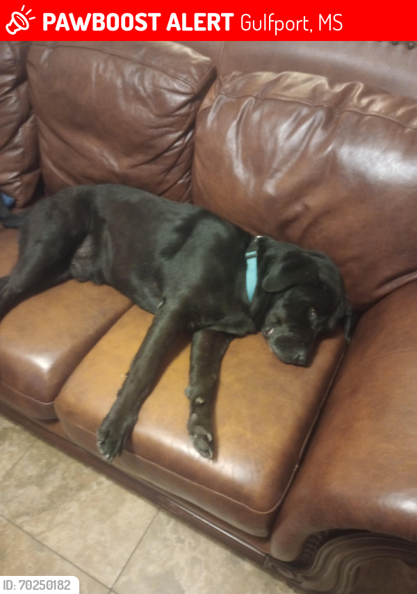 Lost Male Dog last seen Woodward Ave and hwy 90, Gulfport, MS 39501