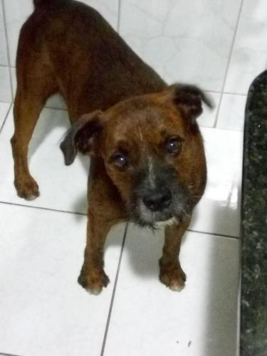 Lost Male Dog last seen Rua tijucas do Sul, Sítio Cercado. , Sítio Cercado, PR 81925-340