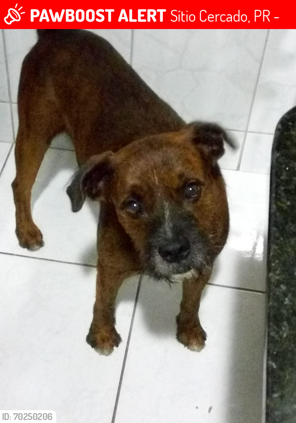 Lost Male Dog last seen Rua tijucas do Sul, Sítio Cercado. , Sítio Cercado, PR 81925-340