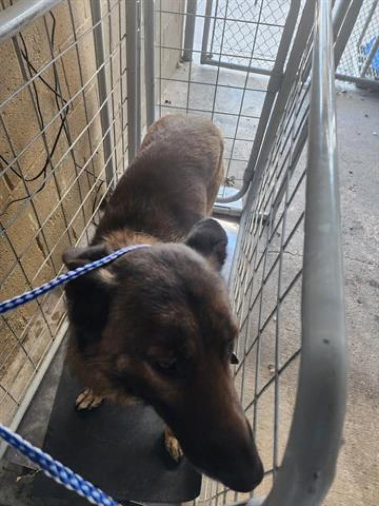 Shelter Stray Male Dog last seen Near BLOCK S ST, BAKERSFIELD,CA, Bakersfield, CA 93307