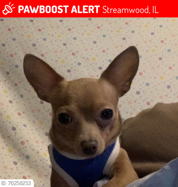 Lost Male Dog last seen Falmouth court , Streamwood, IL 60107