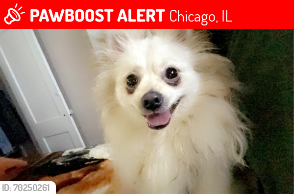 Lost Male Dog last seen Near n Parkside , Chicago, IL 60634