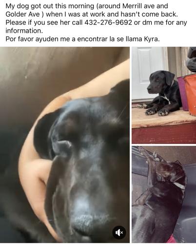 Lost Female Dog last seen Merrill ave and 31 st, Odessa, TX 79764