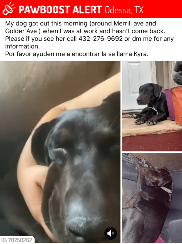 Lost Female Dog last seen Merrill ave and 31 st, Odessa, TX 79764