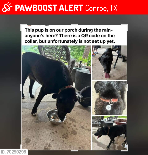 Lost Female Dog last seen Hwy 105 mobile  park next to the plant nursery and Bruno's catfish and golf course, Conroe, TX 77301