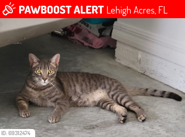 Lost Female Cat last seen Lee Blvd  lehigh acres, Lehigh Acres, FL 33976