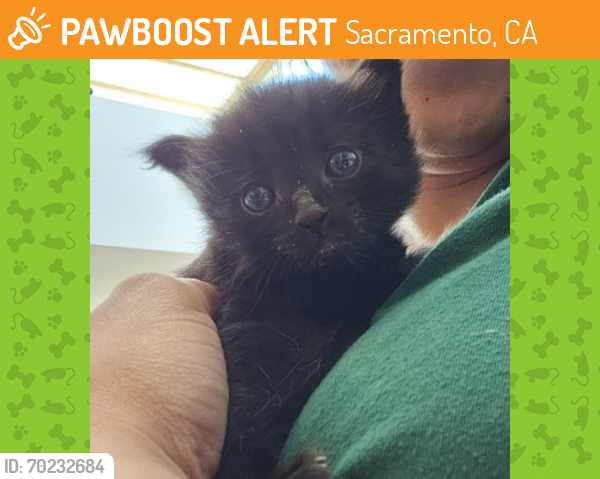 Shelter Stray Male Cat last seen Petsmart 10830 Olson Dr, Rancho Cordova, CA, Sacramento, CA 95828
