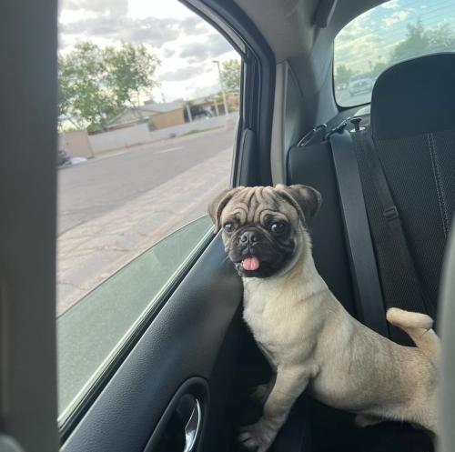 Lost Male Dog last seen 27th ave souther, Phoenix, AZ 85041