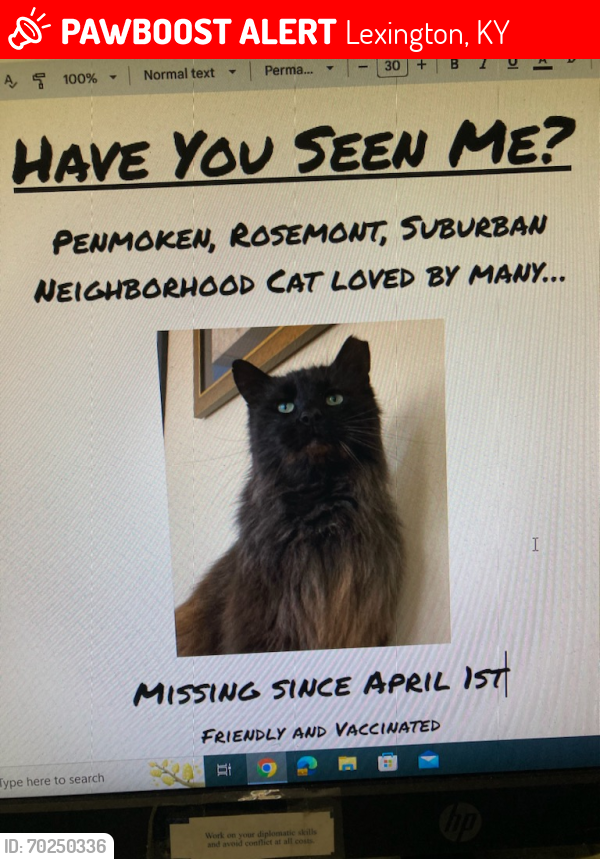Lost Male Cat last seen Rosemont garden and penmoken, Lexington, KY 40503
