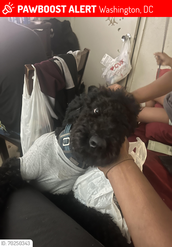 Lost Male Dog last seen Ridge rd and ely place se, Washington, DC 20019