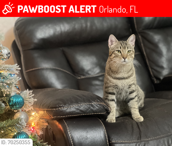Lost Male Cat last seen No se, Orlando, FL 32812