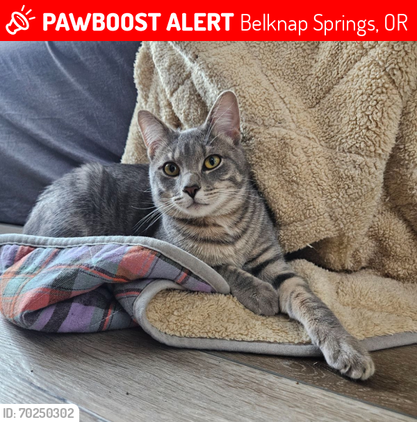 Lost Male Cat last seen jumped out of car near the Belknap campgrounds, Belknap Springs, OR 97413