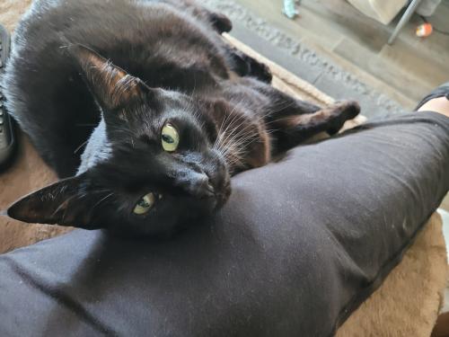 Lost Male Cat last seen 72nd Ave & 44th, Tacoma, WA 98443