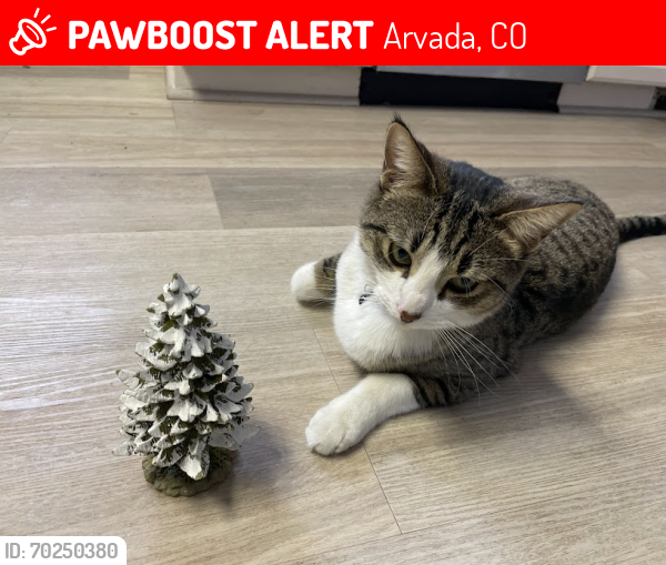 Lost Male Cat last seen 86th and Moore, Arvada, CO 80005