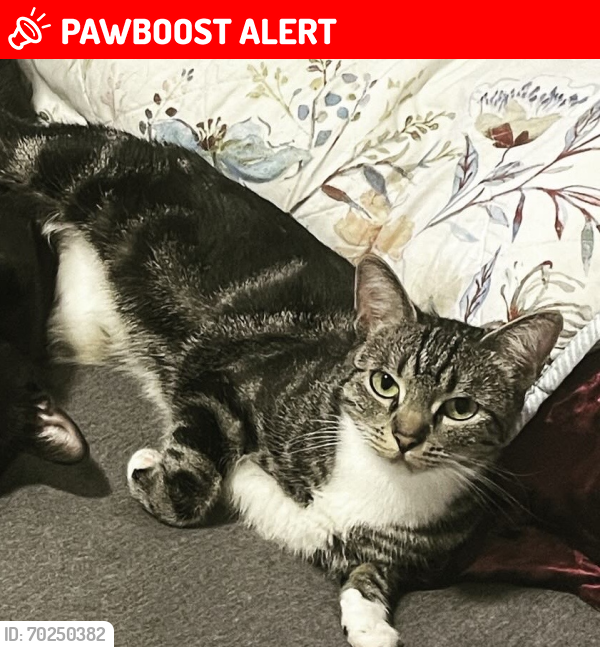 Lost Female Cat last seen Near valley view st, Rancho Cucamonga, CA 91737