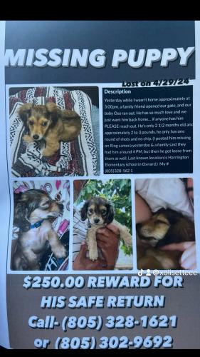Lost Male Dog last seen Saviors road in Oxnard CA, Oxnard, CA 93030