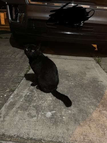 Found/Stray Unknown Cat last seen Near Janet ln, Brownsville, TX 78526