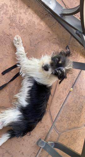 Lost Male Dog last seen Slover ave and alder ave, Fontana, CA 92334