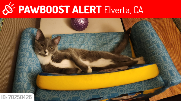 Lost Male Cat last seen Old Mill Way and 10th Street, Elverta, CA 95626