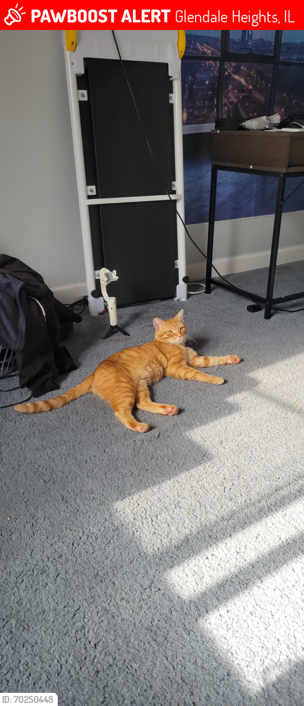 Lost Male Cat last seen Bloomingdale, Glendale Heights, IL 60139