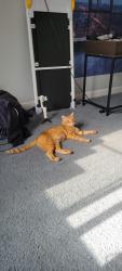 Lost Male Cat last seen Bloomingdale, Glendale Heights, IL 60139
