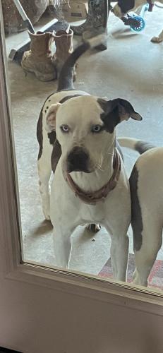 Lost Female Dog last seen Lorene Ave. and South Houston Rd., Pasadena, TX 77502