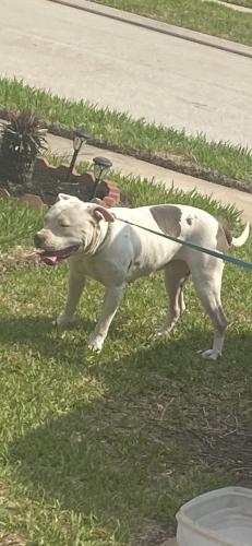 Lost Female Dog last seen Lorene Ave and South Houston Rd., Pasadena, TX 77502