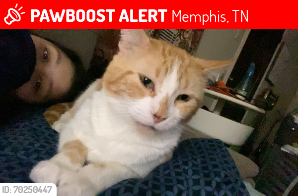 Lost Male Cat last seen Durbin ave and north Mendenhall rd, Memphis, TN 38122