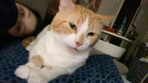Lost Male Cat last seen Durbin ave and north Mendenhall rd, Memphis, TN 38122