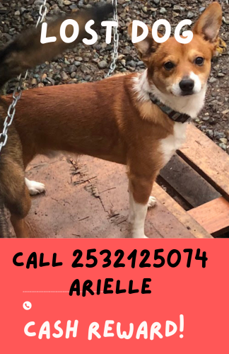 Lost Male Dog last seen Tyler and s 38th street, Tacoma, WA 98418