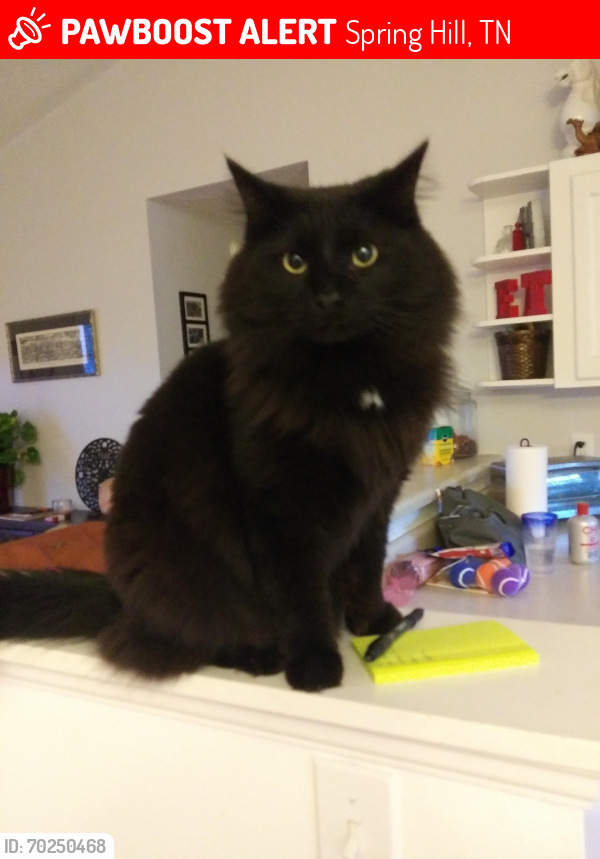 Lost Male Cat last seen Claire Dr, Spring Hill, TN 37174