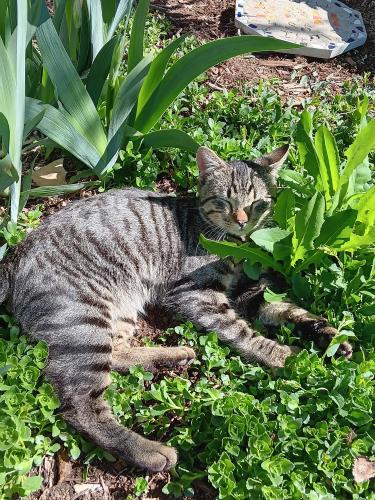 Found/Stray Male Cat last seen Front range cir. and elm ln., Denver, CO 80234