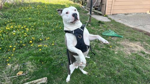 Lost Male Dog last seen 6 mile and Hoover , Detroit, MI 48205