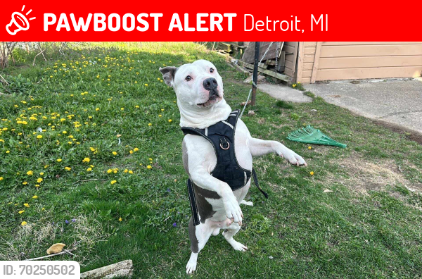 Lost Male Dog last seen 6 mile and Hoover , Detroit, MI 48205