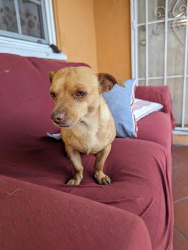 Found/Stray Male Dog last seen Tweedy and Long Beach Blvd , South Gate, CA 90280