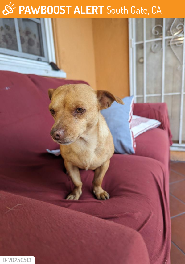 Found/Stray Male Dog last seen Tweedy and Long Beach Blvd , South Gate, CA 90280