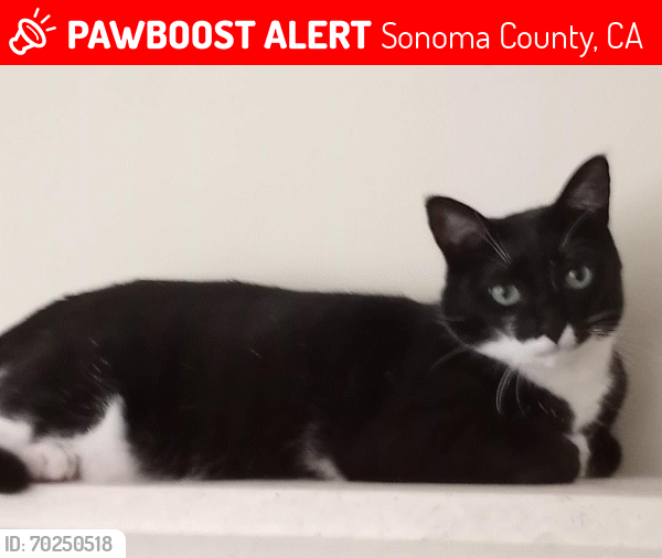 Lost Female Cat last seen Mark West Spring, Ribli Rd, Sonoma County, CA 95404