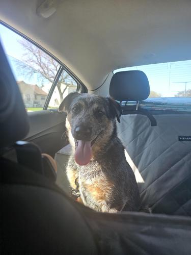 Lost Male Dog last seen Bluemound Rd near the zoo and hosp , Wauwatosa, WI 53222