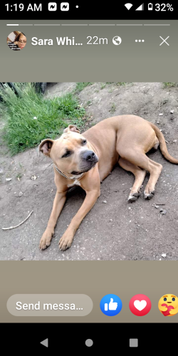 Lost Female Dog last seen Belmont avenue, Indianapolis, IN 46221
