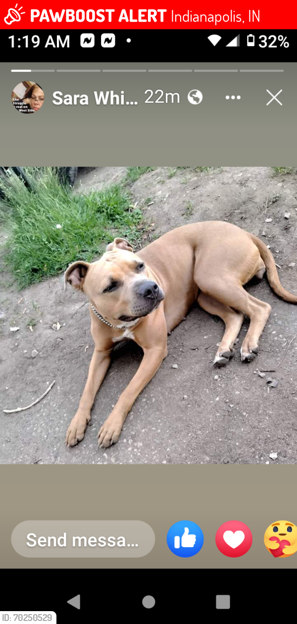 Lost Female Dog last seen Belmont avenue, Indianapolis, IN 46221