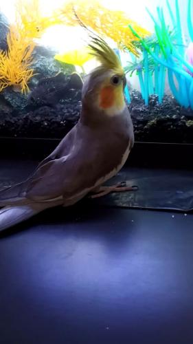 Lost Male Bird last seen Dallas and Grant Streets, Westmont, Westmont, IL 60559