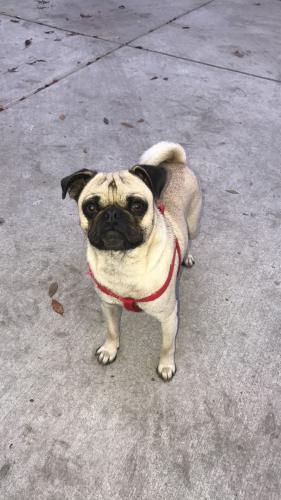 Lost Male Dog last seen Arco in Lamont, CA, Lamont, CA 93241