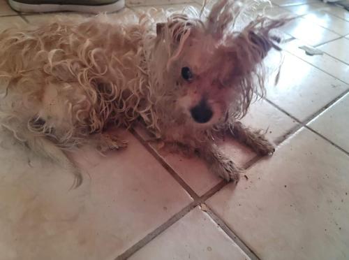 Lost Female Dog last seen Highway 18, Lucerne Valley, CA 92356