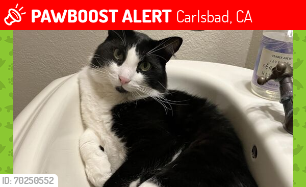 Lost Male Cat last seen La Costa Resort, Carlsbad, CA 92011