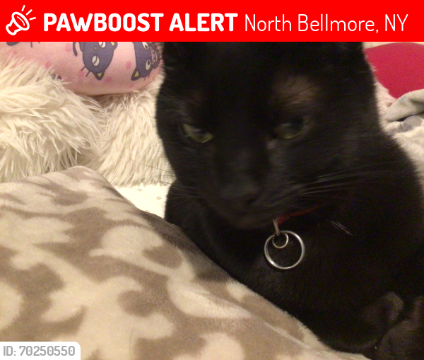 Lost Female Cat last seen Horseshoe, North Bellmore, NY 11710