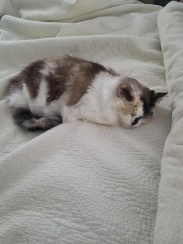 Lost Female Cat last seen Parkland 2 Addition, 233 East Grand Teton Court, Yukon, OK 73099, Yukon, OK 73099